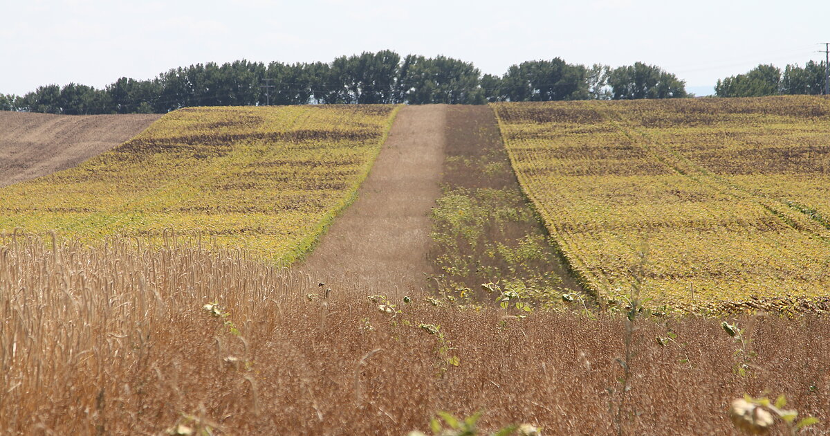 praktischer Feldhamsterschutz, der steifenweise Anbau unterschiedlicher Kulturen bereichert die Agrarlandschaft